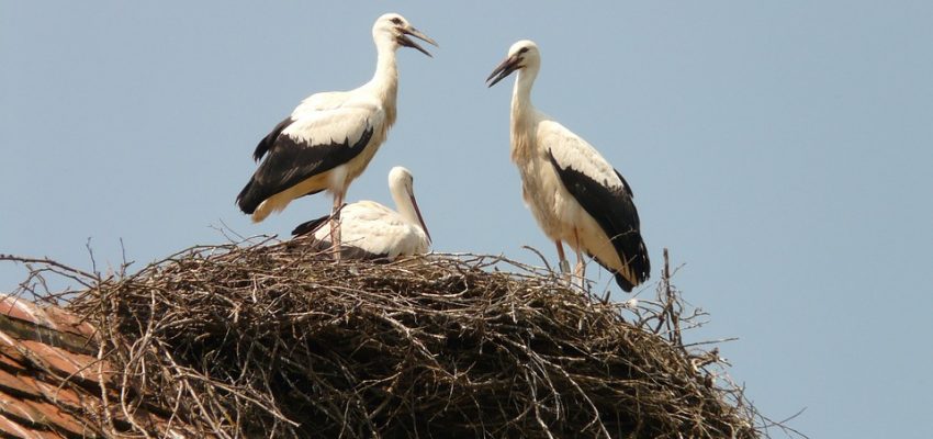 Vogels